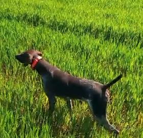 Kurzhaar femmina bracco tedesco