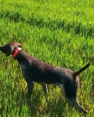 Kurzhaar femmina bracco tedesco