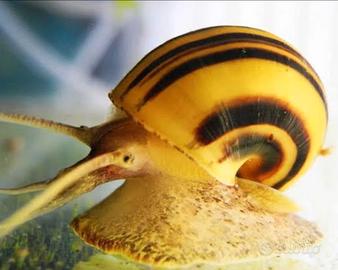 Ampullaria zebra (asolene spixi)