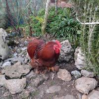 Cocincina nana Maschio