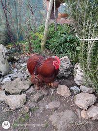 Cocincina nana Maschio