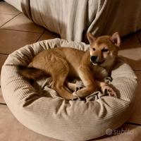 Shiba Inu cucciolo