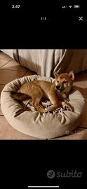 Shiba Inu cucciolo
