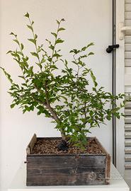 Yamadori di Olmo Campestre