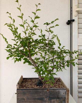 Yamadori di Olmo Campestre