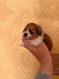 Pomerania con pedigree enci