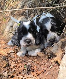 Disponibili cuccioli di cocker spaniel inglese