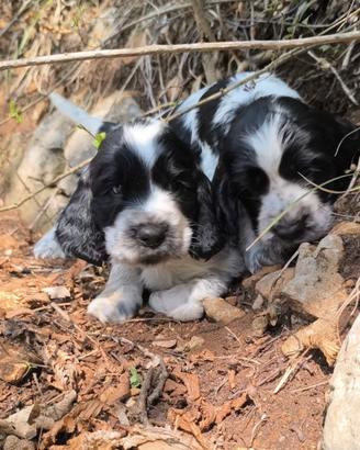 Disponibili cuccioli di cocker spaniel inglese