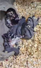 Petauri dello zucchero baby