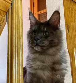 Gatto Maine Coon per monta
