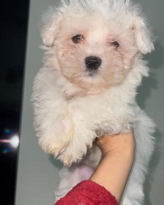 Maltese