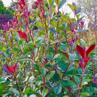 Photinia Pianta da siepe 120cm