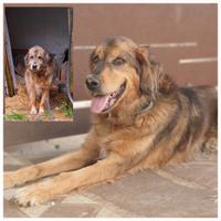 FIDEL il cane che sorride