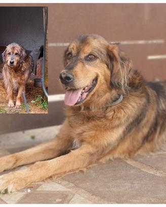 FIDEL il cane che sorride