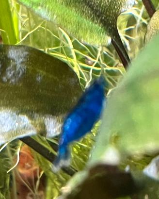 Blu dream