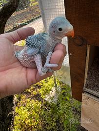 Pullo parrocchetto dal collare