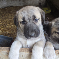 Cuccioli kangal