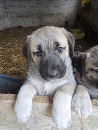 Cuccioli kangal