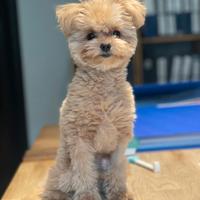 PomaPoo Toy per accoppiamento, riproduzione