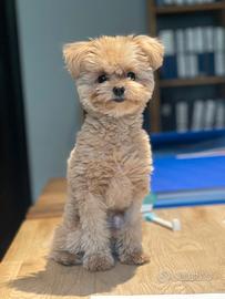 PomaPoo Toy per accoppiamento, riproduzione