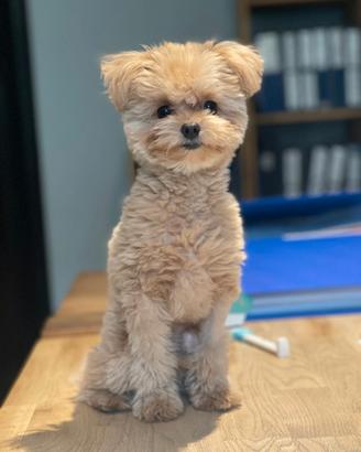 PomaPoo Toy per accoppiamento, riproduzione