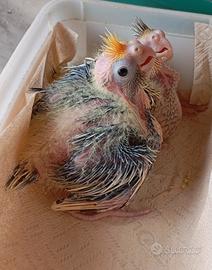 Pappagalli