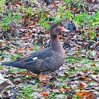 Coppia anatre mute bronzo