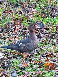 Coppia anatre mute bronzo