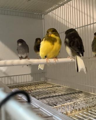 Disponibili canarini gloster fancy vari lipocromi