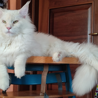 Red Shell castrato di quasi 10 mesi