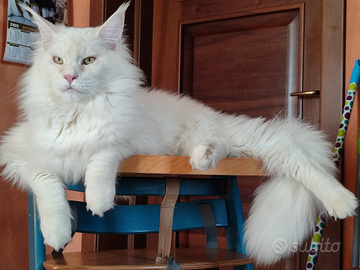 Red Shell castrato di quasi 10 mesi