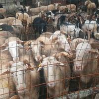 Pecore Razza Garfagnina