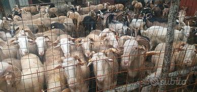 Pecore Razza Garfagnina