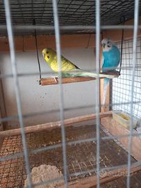 Coppia cocorita