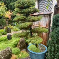 Cryptomeria japonica