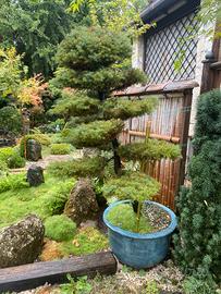 Cryptomeria japonica