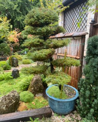 Cryptomeria japonica