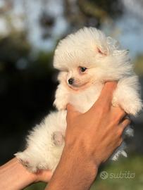 Cuccioli di spitz tedesco nano