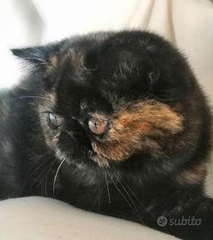 Persiani ed exotic shorthair cuccioli 
