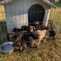 Cuccioli cane corso