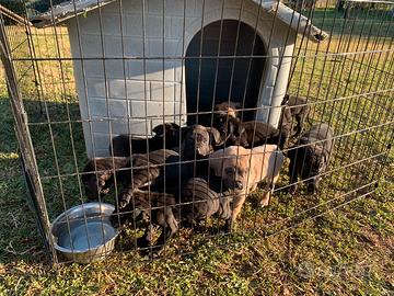 Cuccioli cane corso