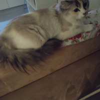 Gattina incrocio sacro di Birmania