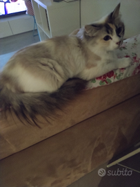 Gattina incrocio sacro di Birmania