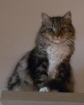 Gatto Siberiano