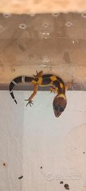 Geco leopardino