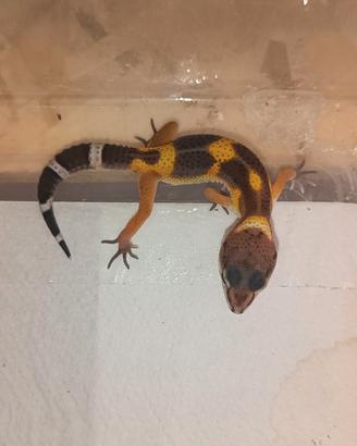 Geco leopardino