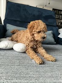 Cucciolo di barboncino