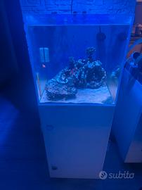 Aquario marino 