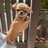 Cucciolo chihuahua