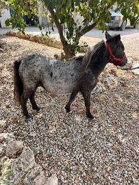 Mini Horse
